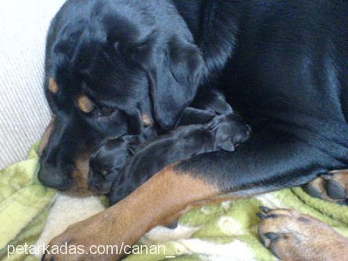 henüz ismi yok  Dişi Rottweiler