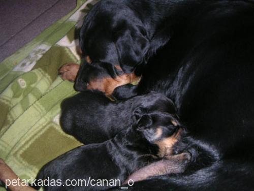 henüz ismi yok  Dişi Rottweiler