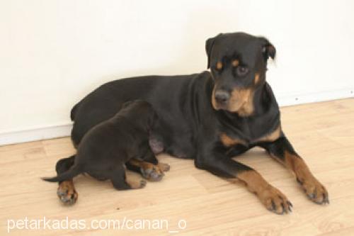 henüz ismi yok  Dişi Rottweiler