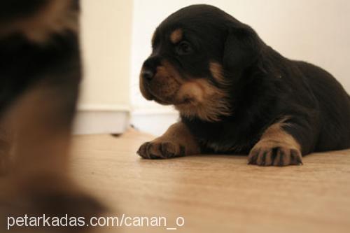 henüz ismi yok  Dişi Rottweiler