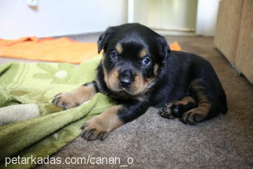 henüz ismi yok  Dişi Rottweiler