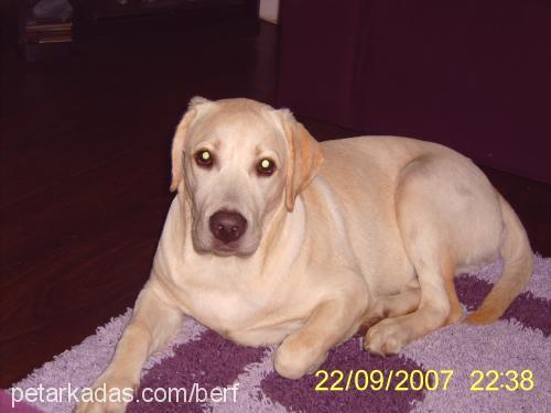 berf Dişi Labrador Retriever