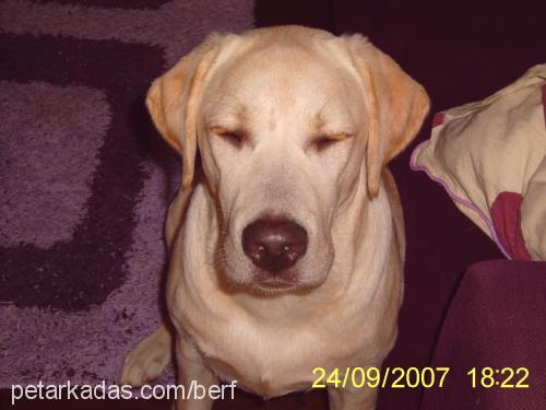 berf Dişi Labrador Retriever