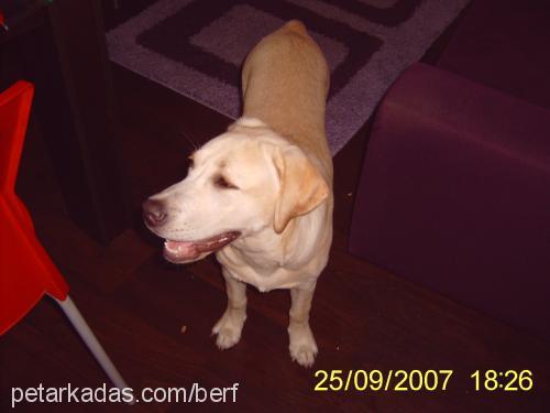 berf Dişi Labrador Retriever