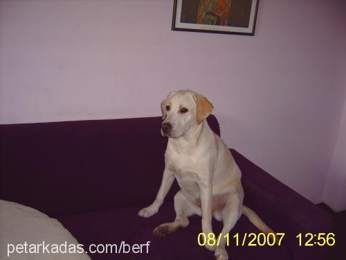 berf Dişi Labrador Retriever