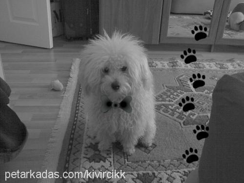 Şans Erkek Poodle (Standart Kaniş)