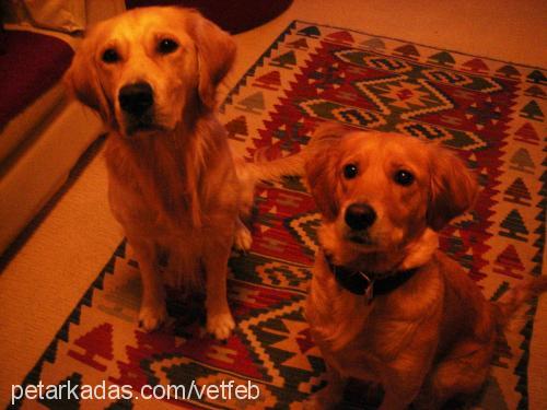 lena Dişi Golden Retriever