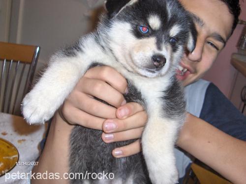 rocko Dişi Sibirya Kurdu (Husky)