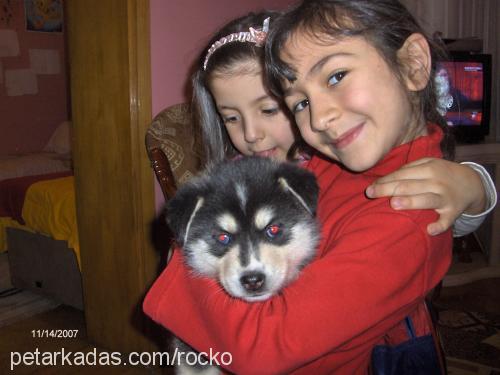 rocko Dişi Sibirya Kurdu (Husky)