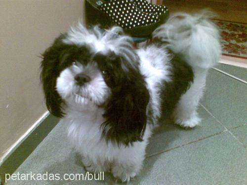 Bull Erkek Shih-Tzu