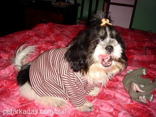 Bull Erkek Shih-Tzu