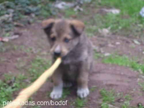 badof Erkek Sibirya Kurdu (Husky)