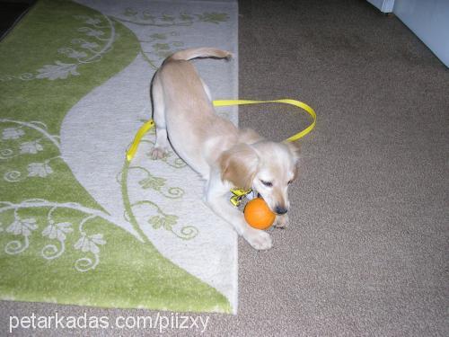 kate Dişi Amerikan Cocker Spaniel