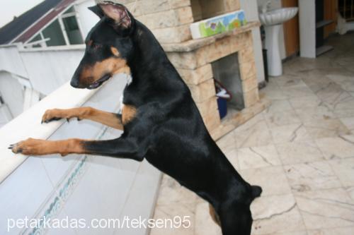 daİsy Dişi Doberman Pinscher