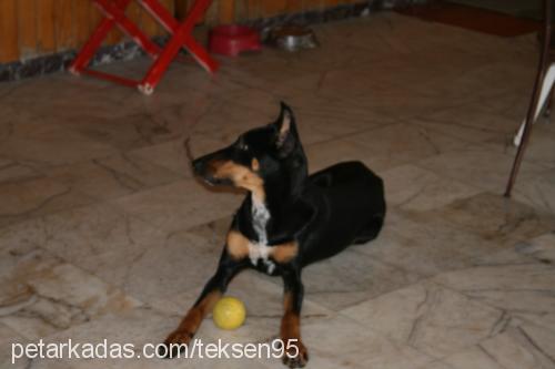 daİsy Dişi Doberman Pinscher