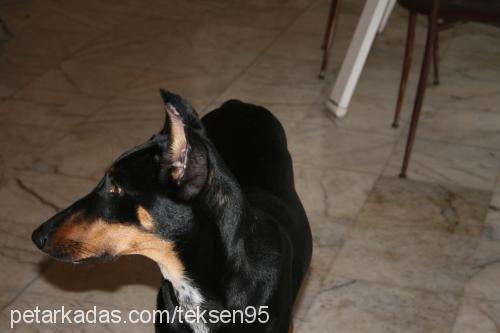 daİsy Dişi Doberman Pinscher