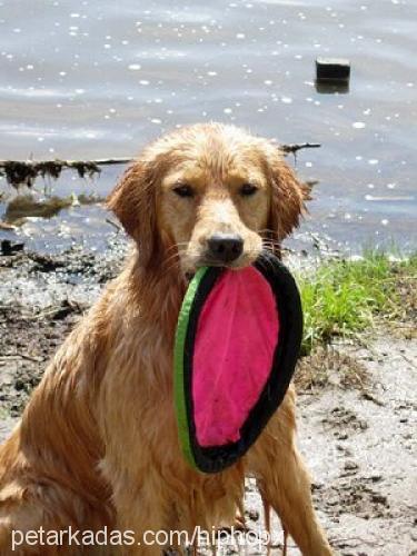 coco Dişi Golden Retriever