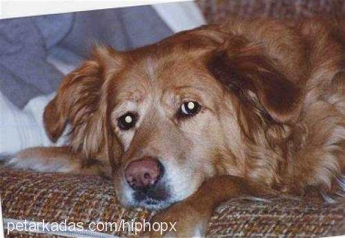 coco Dişi Golden Retriever