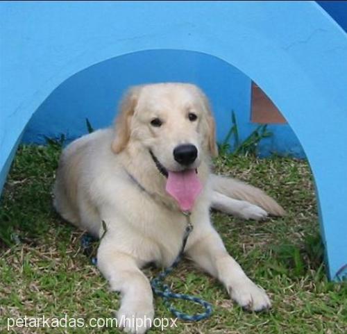 rocco Dişi Golden Retriever