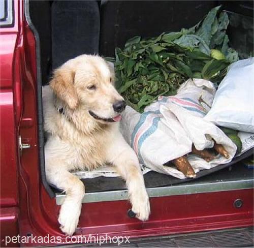 rocco Dişi Golden Retriever