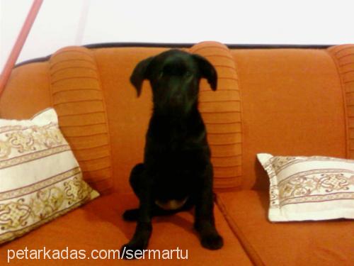 stella Dişi Labrador Retriever