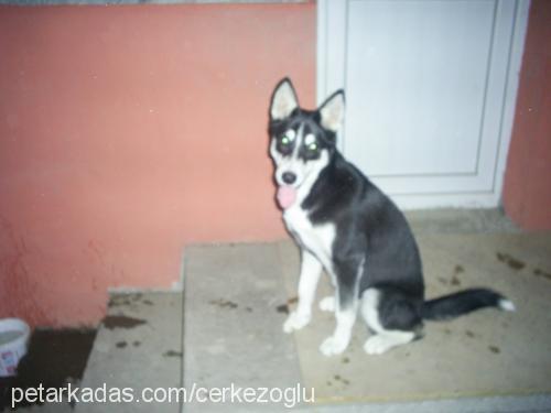 zeytin Dişi Sibirya Kurdu (Husky)