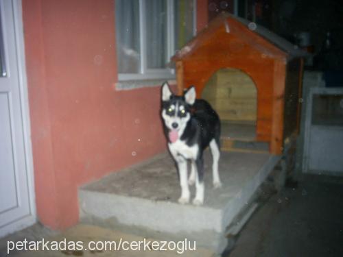 zeytin Dişi Sibirya Kurdu (Husky)