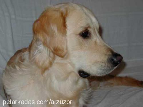 dogy Erkek Golden Retriever