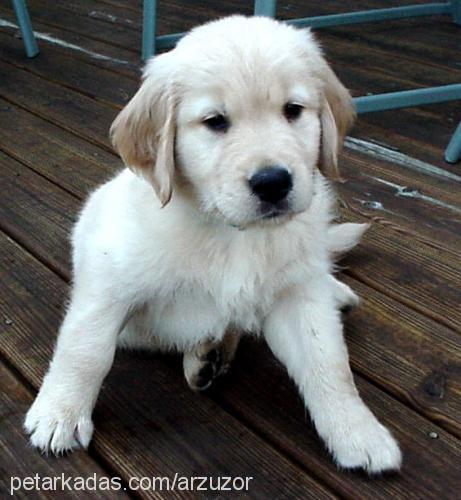 dogy Erkek Golden Retriever