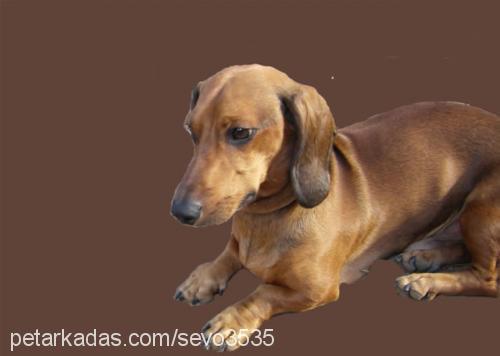 Gofret Erkek Dachshund