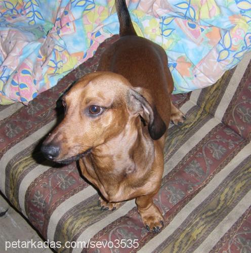 Gofret Erkek Dachshund