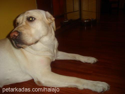 nala Dişi Labrador Retriever