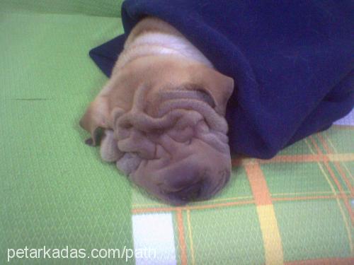 Da Vinchi Erkek Çin Shar-Pei