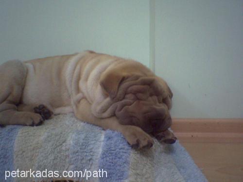 Da Vinchi Erkek Çin Shar-Pei