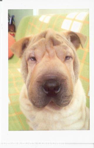 Da Vinchi Erkek Çin Shar-Pei