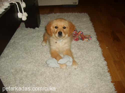 cyika Dişi Golden Retriever