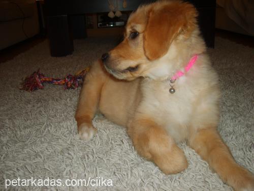 cyika Dişi Golden Retriever