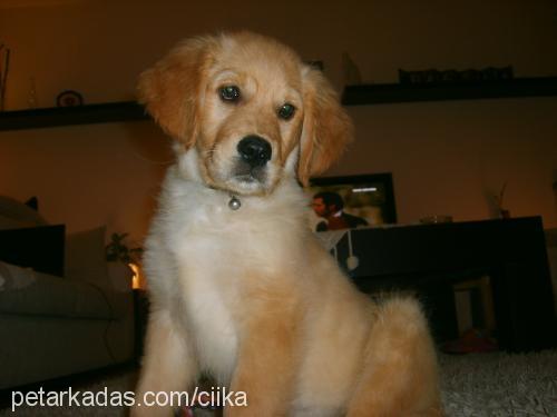 cyika Dişi Golden Retriever