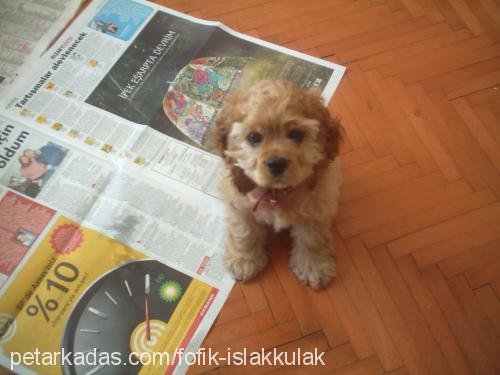 Fofik Islakkula Dişi Amerikan Cocker Spaniel