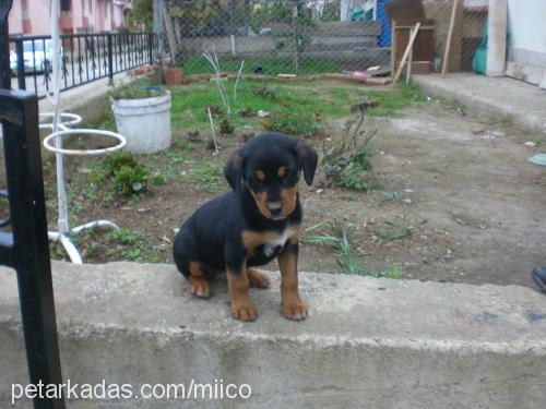 miço Dişi Rottweiler