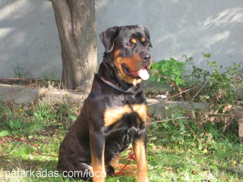 cerezip Erkek Rottweiler