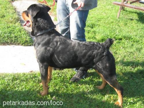 cerezip Erkek Rottweiler