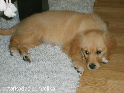 cyika Dişi Golden Retriever