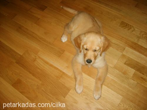 cyika Dişi Golden Retriever