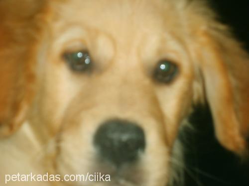 cyika Dişi Golden Retriever