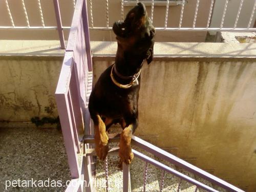 Cango Erkek Doberman Pinscher