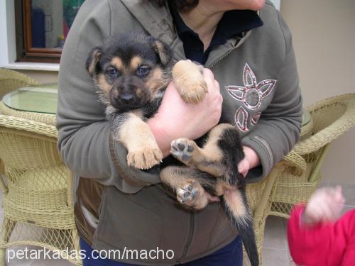 macho & daisy Erkek Alman Çoban Köpeği