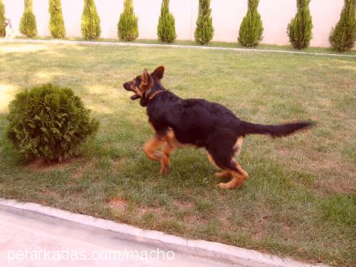 macho & daisy Erkek Alman Çoban Köpeği