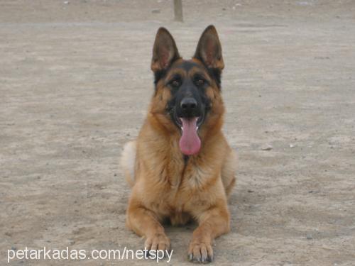 Kontes von Tank Dişi Alman Çoban Köpeği