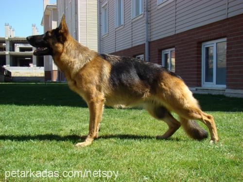 Kontes von Tank Dişi Alman Çoban Köpeği